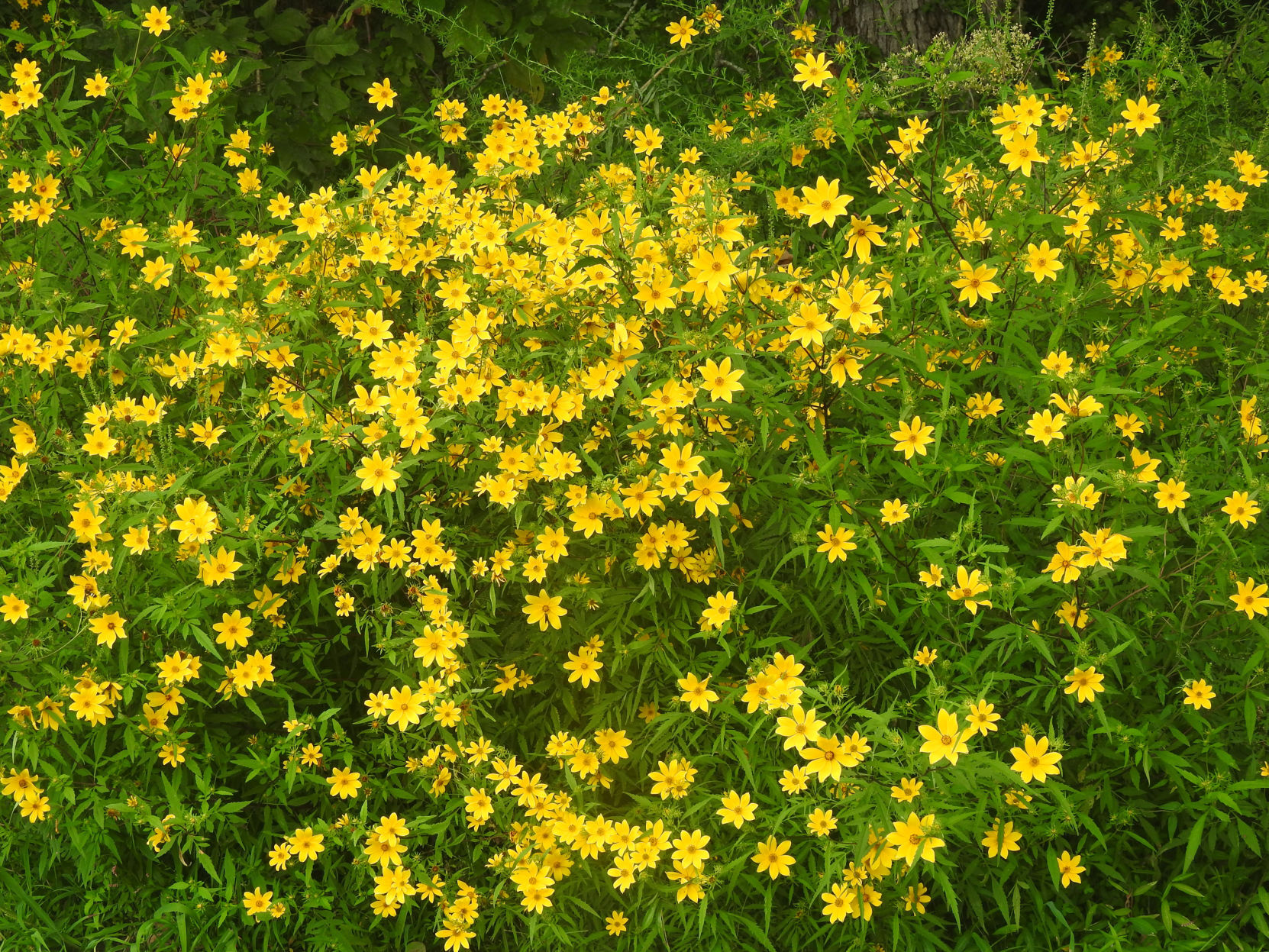 Wildflowers